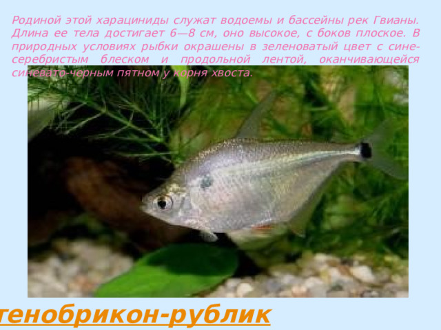 Родиной этой харациниды служат водоемы и бассейны рек Гвианы. Длина ее тела достигает 6—8 см, оно высокое, с боков плоское. В природных условиях рыбки окрашены в зеленоватый цвет с сине-серебристым блеском и продольной лентой, оканчивающейся синевато-черным пятном у корня хвоста. 