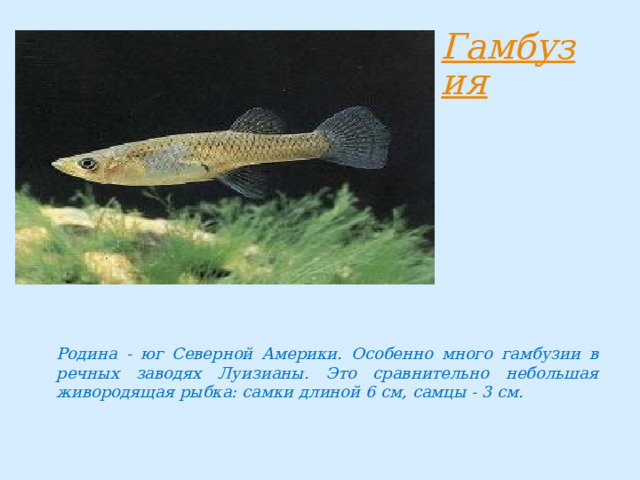 Родина - юг Северной Америки. Особенно много гамбузии в речных заводях Луизианы. Это сравнительно небольшая живородящая рыбка: самки длиной 6 см, самцы - 3 см. 