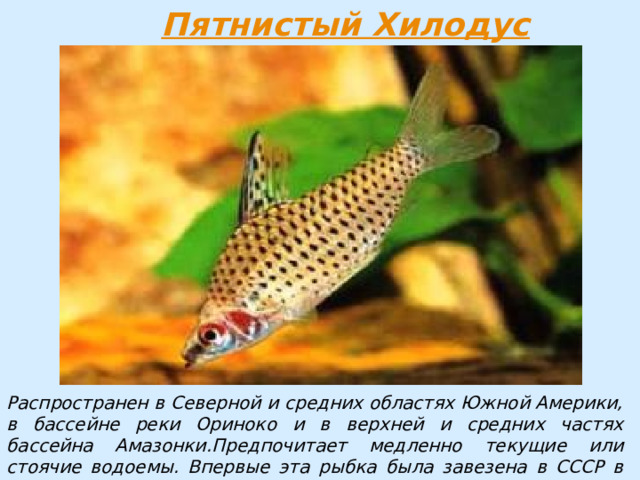 Распространен в Северной и средних областях Южной Америки, в бассейне реки Ориноко и в верхней и средних частях бассейна Амазонки.Предпочитает медленно текущие или стоячие водоемы. Впервые эта рыбка была завезена в СССР в 1963 году. Длина тела самцов — 6,5—7 см, самок 7,5—8 см. 