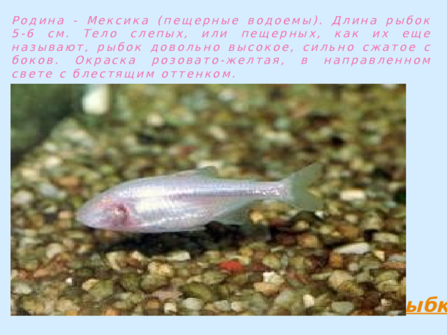 Родина - Мексика (пещерные водоемы). Длина рыбок 5-6 см. Тело слепых, или пещерных, как их еще называют, рыбок довольно высокое, сильно сжатое с боков. Окраска розовато-желтая, в направленном свете с блестящим оттенком. 