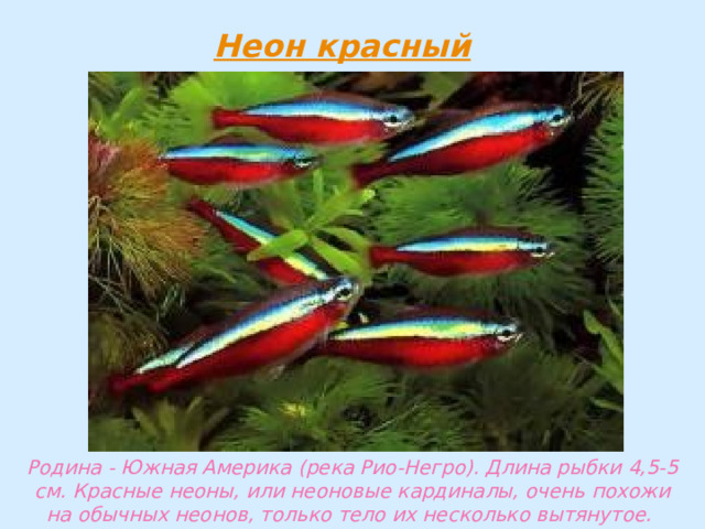 Родина - Южная Америка (река Рио-Негро). Длина рыбки 4,5-5 см. Красные неоны, или неоновые кардиналы, очень похожи на обычных неонов, только тело их несколько вытянутое. 