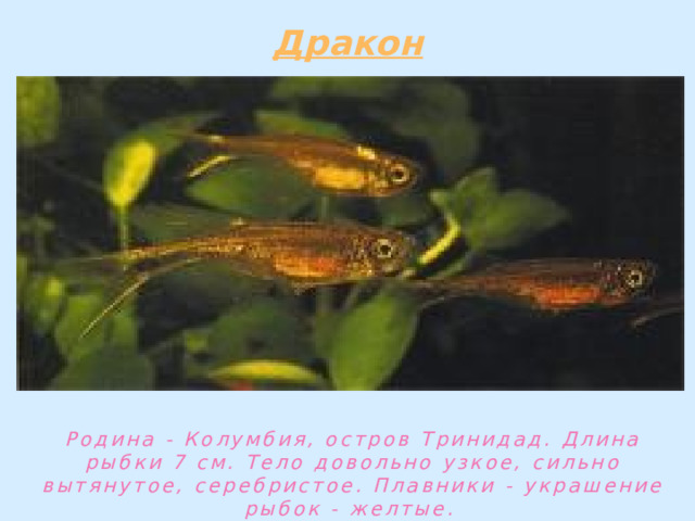Родина - Колумбия, остров Тринидад. Длина рыбки 7 см. Тело довольно узкое, сильно вытянутое, серебристое. Плавники - украшение рыбок - желтые. 