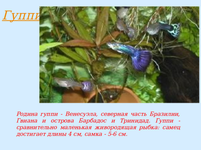 Родина гуппи - Венесуэла, северная часть Бразилии, Гвиана и острова Барбадос и Тринидад. Гуппи - сравнительно маленькая живородящая рыбка: самец достигает длины 4 см, самка - 5-6 см. 