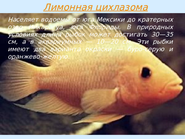 Населяет водоемы от юга Мексики до кратерных озер Никарагуа, юга Флориды. В природных условиях длина рыбок может достигать 30—35 см, а в аквариумных — 10—20 см. Эти рыбки имеют два варианта окраски — буро-серую и оранжево-желтую. 
