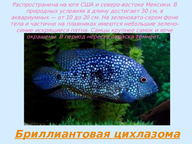 Распространена на юге США и северо-востоке Мексики. В природных условиях в длину достигает 30 см, в аквариумных — от 10 до 20 см. На зеленовато-сером фоне тела и частично на плавниках имеются небольшие зелено-синие искрящиеся пятна. Самцы крупнее самок и ярче окрашены. В период нереста окраска темнеет. 