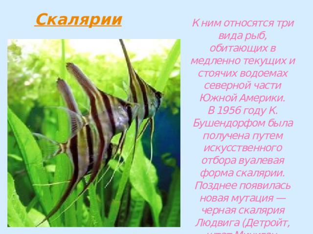 К ним относятся три вида рыб, обитающих в медленно текущих и стоячих водоемах северной части Южной Америки.  В 1956 году К. Бушендорфом была получена путем искусственного отбора вуалевая форма скалярии. Позднее появилась новая мутация — черная скалярия Людвига (Детройт, штат Мичиган, США), 