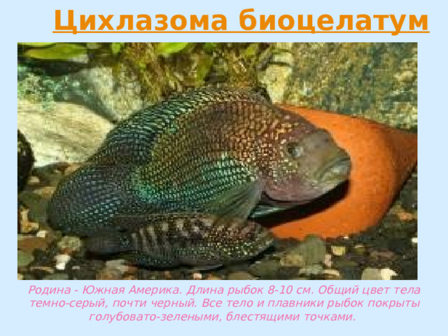 Родина - Южная Америка. Длина рыбок 8-10 см. Общий цвет тела темно-серый, почти черный. Все тело и плавники рыбок покрыты голубовато-зелеными, блестящими точками. 