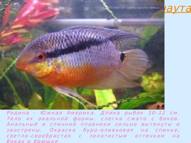 Родина - Южная Америка. Длина рыбок 10-12 см. Тело их овальной формы, слегка сжато с боков. Анальный и спинной плавники сильно вытянуты и заострены. Окраска буро-оливковая на спинке, светло-серебристая с золотистым оттенком на боках и брюшке. 