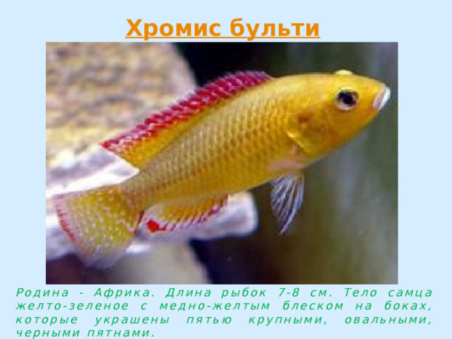 Родина - Африка. Длина рыбок 7-8 см. Тело самца желто-зеленое с медно-желтым блеском на боках, которые украшены пятью крупными, овальными, черными пятнами. 