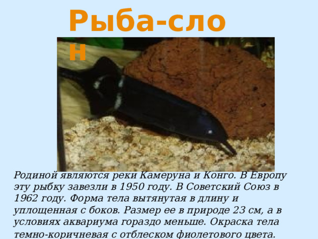 Родиной являются реки Камеруна и Конго. В Европу эту рыбку завезли в 1950 году. В Советский Союз в 1962 году. Форма тела вытянутая в длину и уплощенная с боков. Размер ее в природе 23 см, а в условиях аквариума гораздо меньше. Окраска тела темно-коричневая с отблеском фиолетового цвета.  