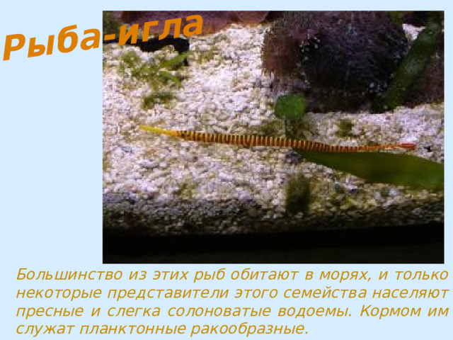 Большинство из этих рыб обитают в морях, и только некоторые представители этого семейства населяют пресные и слегка солоноватые водоемы. Кормом им служат планктонные ракообразные. 