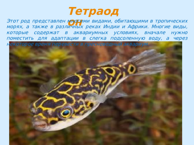 Этот род представлен многими видами, обитающими в тропических морях, а также в различных реках Индии и Африки. Многие виды, которые содержат в аквариумных условиях, вначале нужно поместить для адаптации в слегка подсоленную воду, а через некоторое время перевести в пресноводный аквариум. 