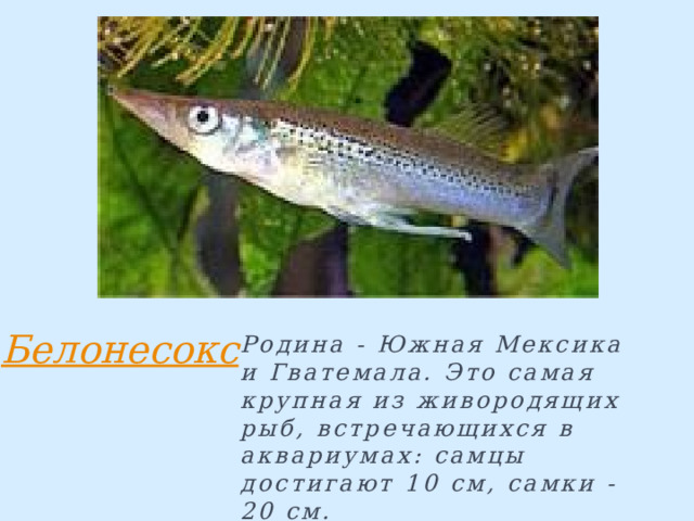 Родина - Южная Мексика и Гватемала. Это самая крупная из живородящих рыб, встречающихся в аквариумах: самцы достигают 10 см, самки - 20 см. 