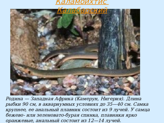 Родина — Западная Африка (Камерун, Нигерия). Длина рыбки 90 см, в аквариумных условиях до 35—40 см. Самка крупнее, ее анальный плавник состоит из 9 лучей. У самца бежево- или зеленовато-бурая спинка, плавники ярко оранжевые, анальный состоит из 12—14 лучей. 