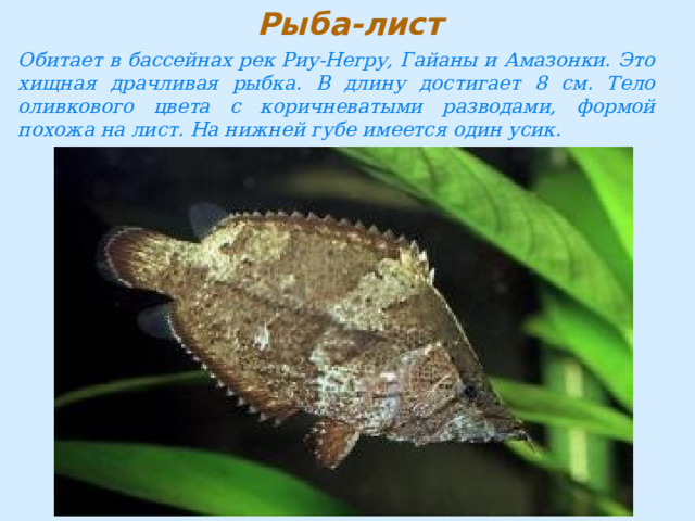 Обитает в бассейнах рек Риу-Негру, Гайаны и Амазонки. Это хищная драчливая рыбка. В длину достигает 8 см. Тело оливкового цвета с коричневатыми разводами, формой похожа на лист. На нижней губе имеется один усик. 