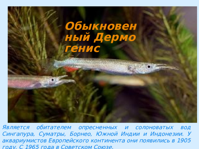 Является обитателем опресненных и солоноватых вод Сингапура, Суматры, Борнео, Южной Индии и Индонезии. У аквариумистов Европейского континента они появились в 1905 году. С 1965 года в Советском Союзе. 