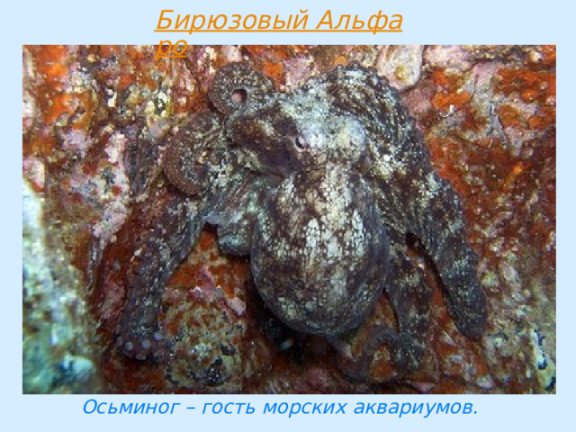 Осьминог – гость морских аквариумов. 