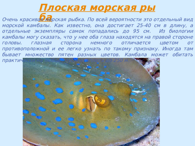 Очень красивая морская рыбка. По всей вероятности это отдельный вид морской камбалы. Как известно, она достигает 25-40 см в длину, а отдельные экземпляры самок попадались до 95 см. Из биологии камбалы могу сказать, что у нее оба глаза находятся на правой стороне головы. глазная сторона немного отличается цветом от противоположной и ее легко узнать по такому признаку. Иногда там бывает множество пятен разных цветов. Камбала может обитать практически на любой глубине, вплоть до 250 м. 