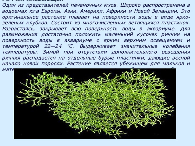 Риччия плавающая Один из представителей печеночных мхов. Широко распространена в водоемах юга Европы, Азии, Америки, Африки и Новой Зеландии. Это оригинальное растение плавает на поверхности воды в виде ярко-зеленых клубков. Состоит из многочисленных ветвящихся пластинок. Разрастаясь, закрывает всю поверхность воды в аквариуме. Для размножения достаточно положить маленький кусочек риччии на поверхность воды в аквариуме с ярким верхним освещением и температурой 22—24 