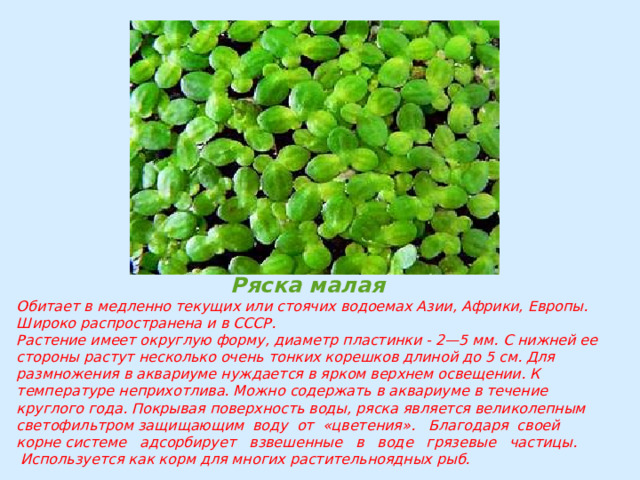 Ряска малая Обитает в медленно текущих или стоячих водоемах Азии, Аф­рики, Европы. Широко распространена и в СССР. Растение имеет округлую форму, диаметр пластинки - 2—5 мм. С нижней ее стороны растут несколько очень тонких корешков длиной до 5 см. Для размножения в аквариуме нуждается в яр­ком верхнем освещении. К температуре неприхотлива. Можно содержать в аквариуме в течение круглого года. Покрывая поверхность воды, ряска является великолепным светофильтром защищающим  воду  от  «цветения».   Благодаря  своей   корне системе   адсорбирует   взвешенные   в   воде   грязевые   частицы.  Используется как корм для многих растительноядных рыб. 