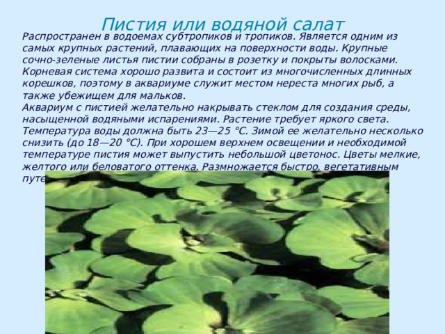 Пистия или водяной салат Распространен в водоемах субтропиков и тропиков. Является одним из самых крупных растений, плавающих на поверхности воды. Крупные сочно-зеленые листья пистии собраны в розетку и покрыты волосками. Корневая система хорошо развита и состоит из многочисленных длинных корешков, поэтому в аквариуме служит местом нереста многих рыб, а также убежищем для мальков. Аквариум с пистией желательно накрывать стеклом для создания среды, насыщенной водяными испарениями. Растение требует яркого света. Температура воды должна быть 23—25 °С. Зимой ее желательно несколько снизить (до 18—20 °С). При хорошем верхнем освещении и необходимой температуре пистия может выпустить небольшой цветонос. Цветы мелкие, желтого или беловатого оттенка. Размножается быстро, вегетативным путем. 