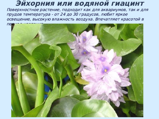 Эйхорния или водяной гиацинт Поверхностное растение, подходит как для аквариумов, так и для прудов температура - от 24 до 30 градусов, любит яркое освещение, высокую влажность воздуха. Впечатляет красотой в период цветения. 