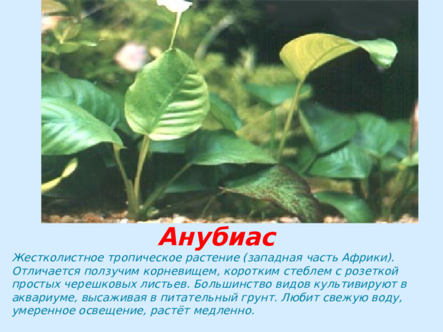Анубиас Жестколистное тропическое растение (западная часть Африки). Отличается ползучим корневищем, коротким стеблем с розеткой простых черешковых листьев. Большинство видов культивируют в аквариуме, высаживая в питательный грунт. Любит свежую воду, умеренное освещение, растёт медленно. 