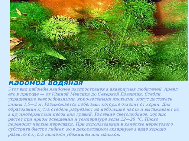 Кабомба водяная Этот вид кабомбы наиболее распространен в аквариумах любителей. Ареал его в природе — от Южной Мексики до Северной Бразилии. Стебли, украшенные веерообразными, ярко-зелеными листьями, могут достигать длины 1,5—2 м. Размножается побегами, которые отходят от корня. Для образования куста стебель разрезают на небольшие части и высаживают их в крупнозернистый песок или гравий. Растение светолюбивое, хорошо растет при ярком освещении и температуре воды 22—28 °С. Плохо переносит частые пересадки. При использовании в качестве нерестового субстрата быстро гибнет, но в декоративном аквариуме в виде хорошо развитого куста является убежищем для мальков. 