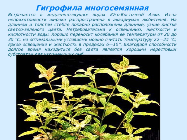 Гигрофила многосемянная Встречается в медленнотекущих водах Юго-Восточной Азии. Из-за неприхотливости широко распространена в аквариумах любителей. На длинном и толстом стебле попарно расположены длинные, узкие листья светло-зеленого цвета. Нетребовательна к освещению, жесткости и кислотности воды. Хорошо переносит колебания ее температуры от 20 до 30 °С, но оптимальными условиями можно считать температуру 22—25 °С, яркое освещение и жесткость в пределах 6—10°. Благодаря способности долгое время находиться без света является хорошим нерестовым субстратом для икромечущих рыб. 