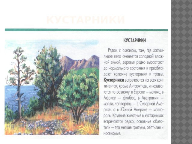 кустарники 