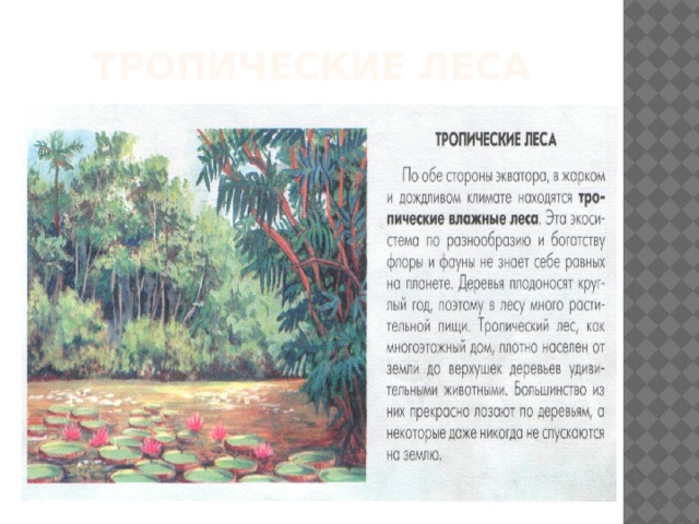 Тропические леса 