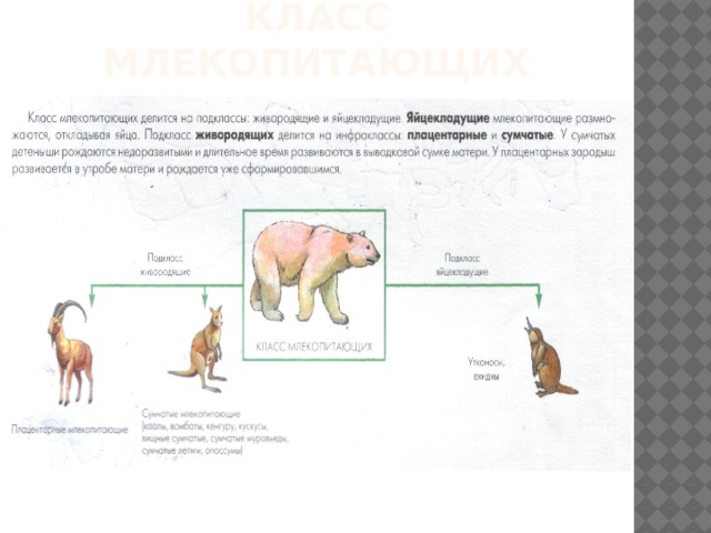 Класс млекопитающих 
