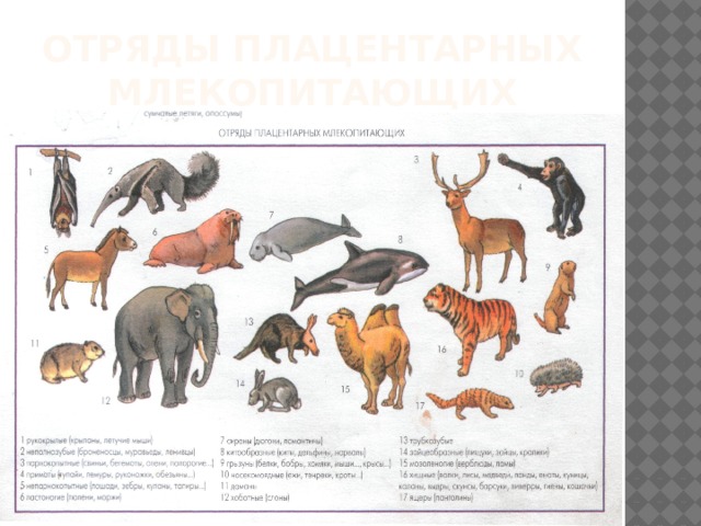 Отряды плацентарных млекопитающих 