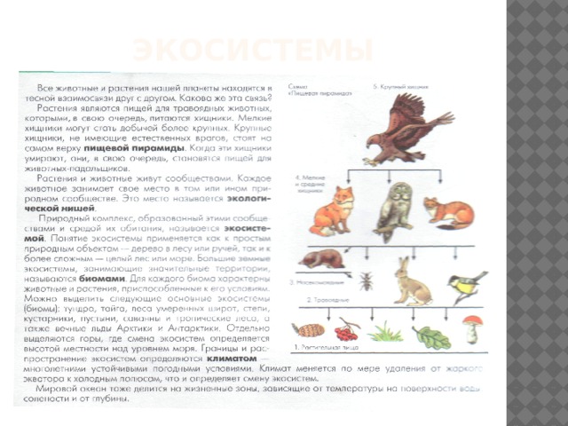 экосистемы 