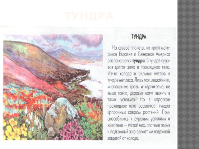 тундра 