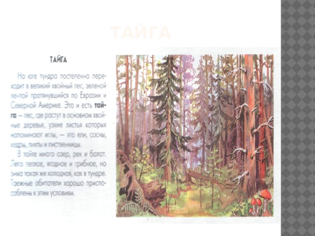 тайга 
