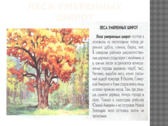 Леса умеренных широт 
