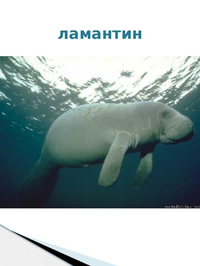 ламантин 