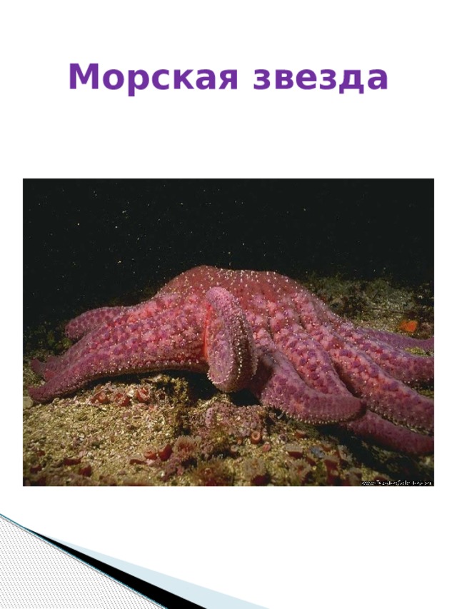 Морская звезда 