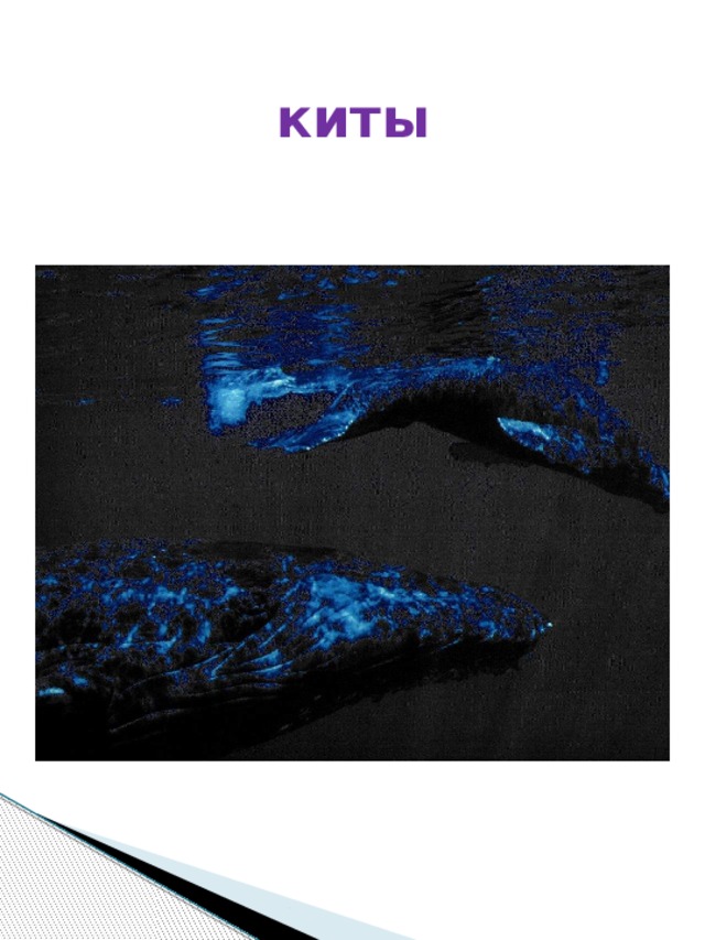 киты 