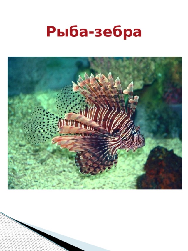 Рыба-зебра 