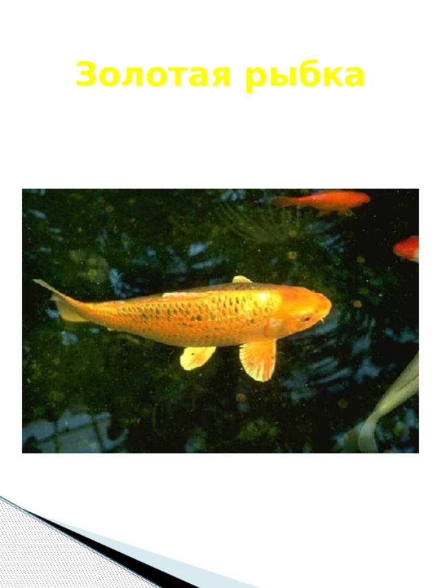 Золотая рыбка 