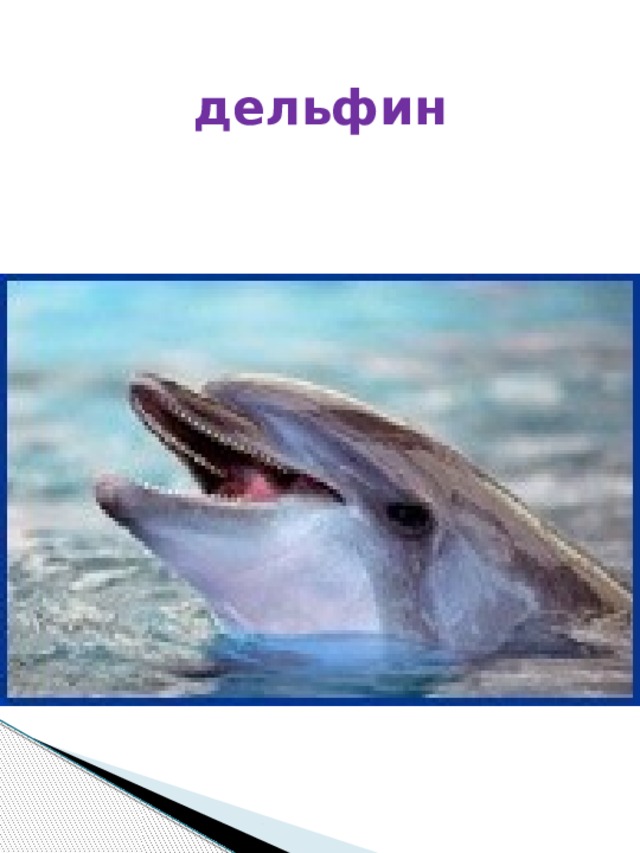 дельфин 