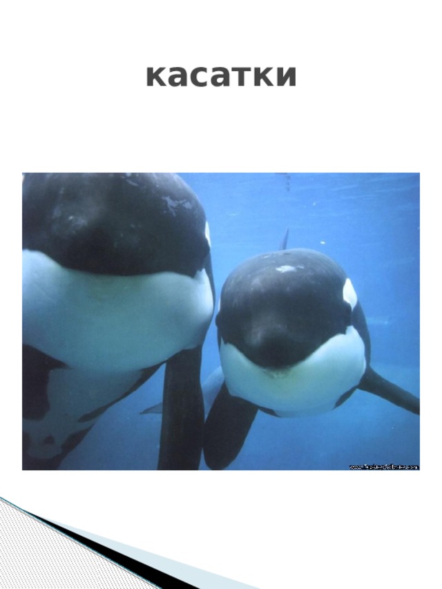 касатки 