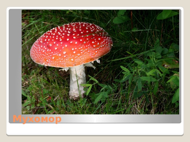 Мухомор 