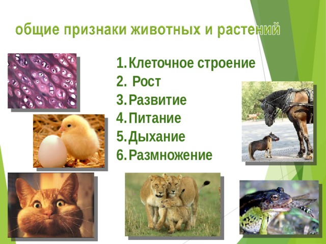 Клеточное строение  Рост Развитие Питание Дыхание Размножение  