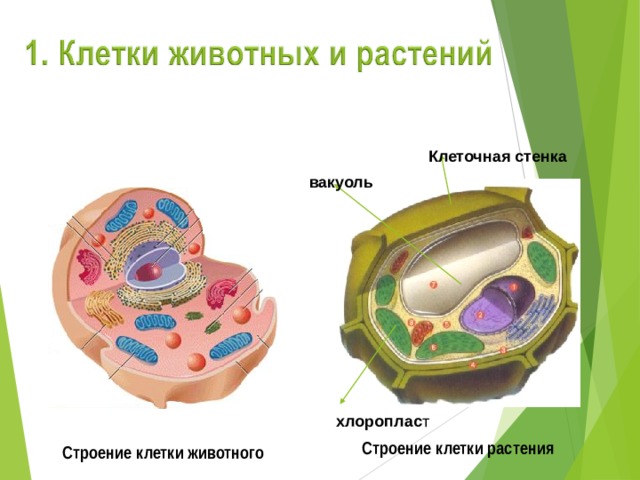 Клеточная стенка вакуоль хлороплас т Строение клетки растения Строение клетки животного 