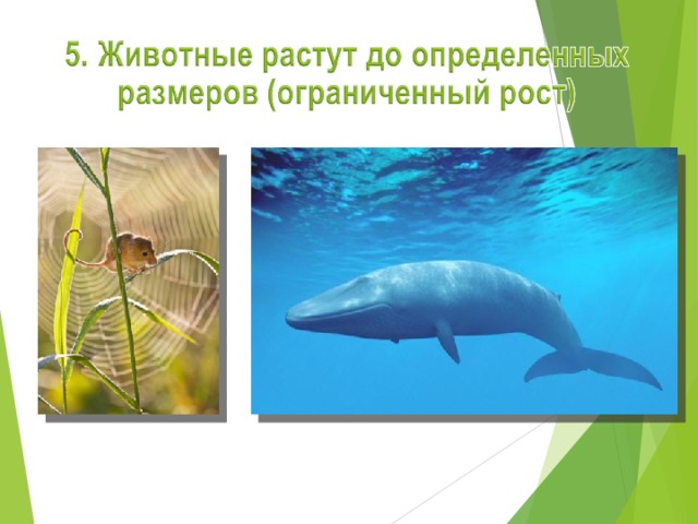 Мышь-малютка весит 4 г. Язык синего кита 4 тонны! 14 