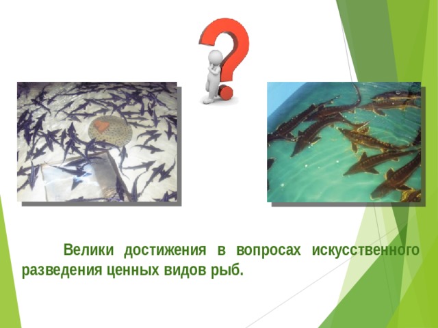  Велики достижения в вопросах искусственного разведения ценных видов рыб. 
