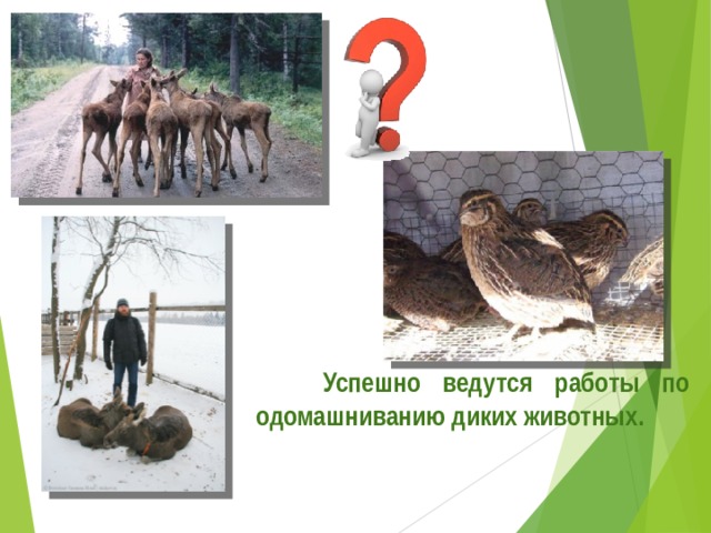  Успешно ведутся работы по одомашниванию диких животных. 